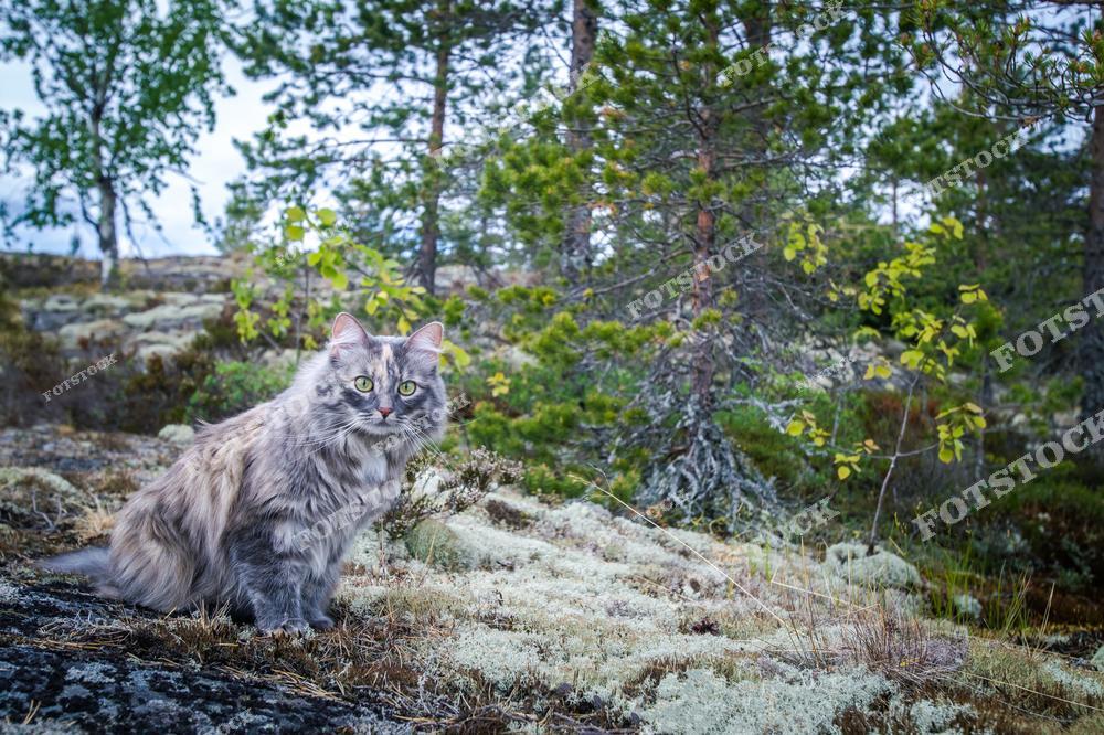 На фотографии изображена пушистая кошка на фоне карельского леса — типичного пейзажа Ладожских шхер. Поверхность земли покрыта светлым мхом и лишайником, характерным для скалистых участков тайги. Вокруг растут сосны и берёзки, создавая атмосферу уединения и природной гармонии.